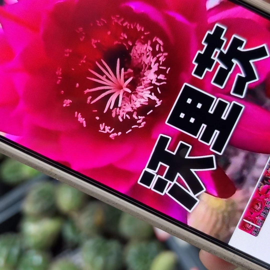 下35毛沃里茨歪侧芽4公分左右20包邮