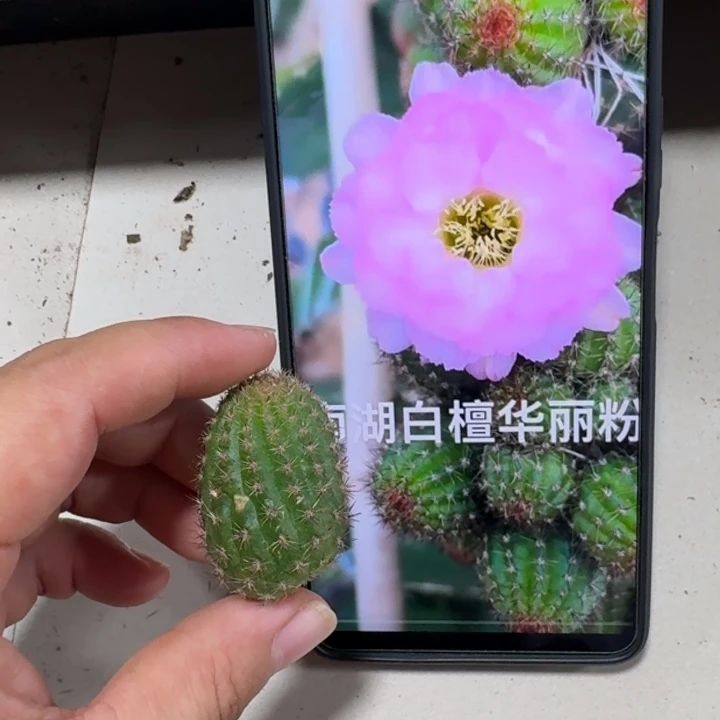 仙人球277华丽粉小无根侧牙