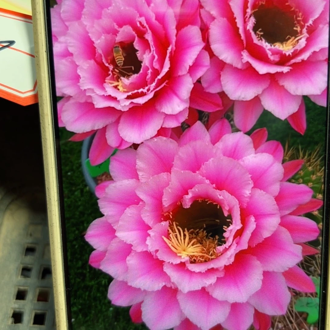 下18毛七仙女歪侧芽4公分左右20包邮