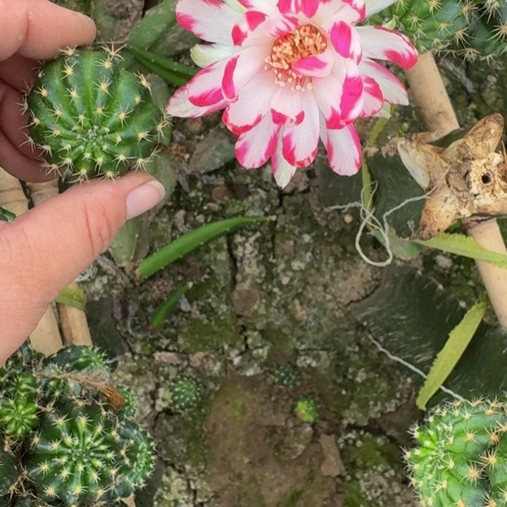 288新品荷花歪无根侧牙3公分左右