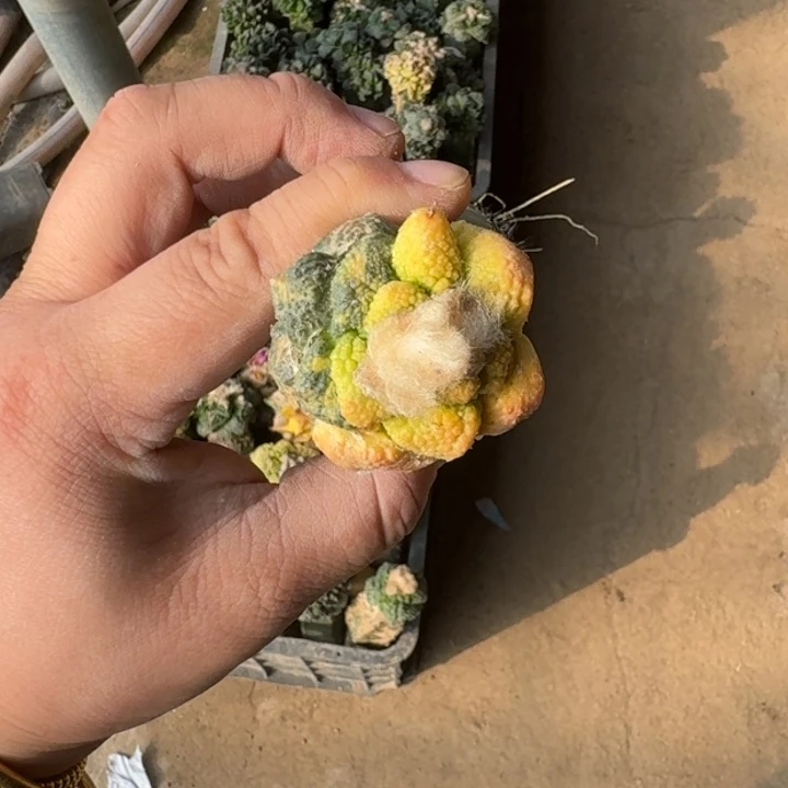 嫁接大尤植物斑脱土发货420