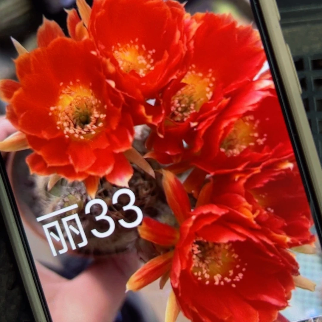 下56丽花33歪侧芽3公分左右20包邮