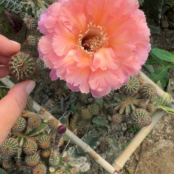 200彩草山脉歪无根侧牙4公分左右