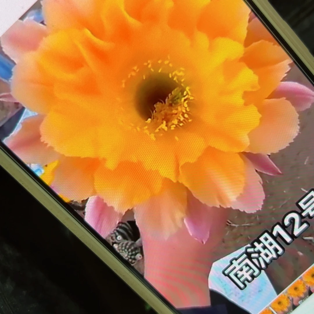 下51彩草南湖12歪侧芽4公分左右20包邮