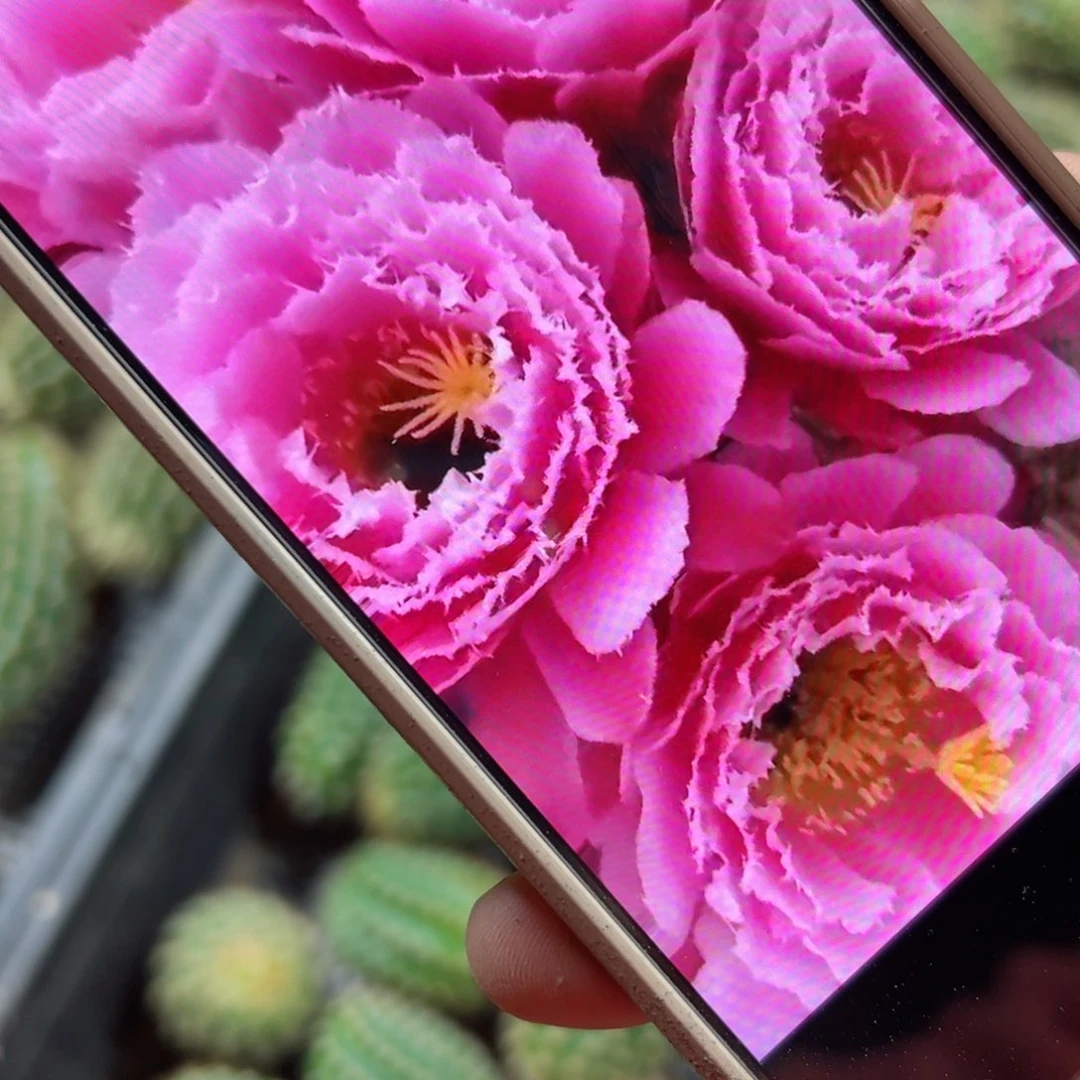 下8毛云儿歪侧芽4公分左右20包邮