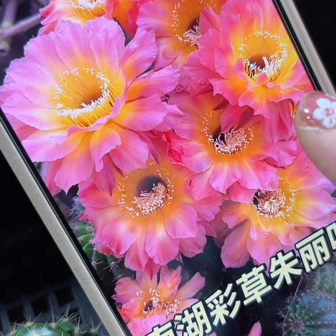 下25彩草朱丽叶歪侧芽4公分左右20包邮