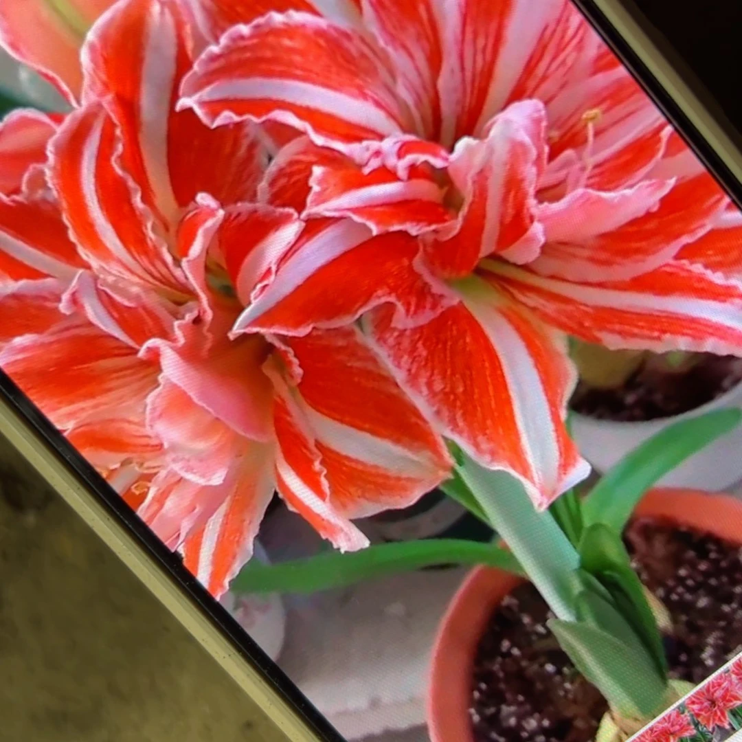 下160朱顶红舞后5公分左右20包邮