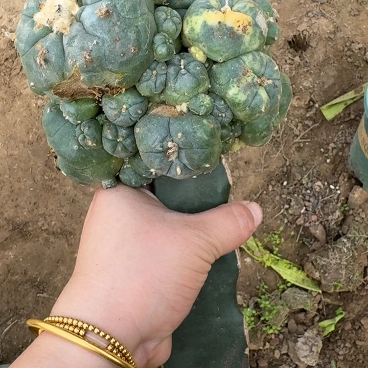 嫁接大尤植物脱土发货斑233伤