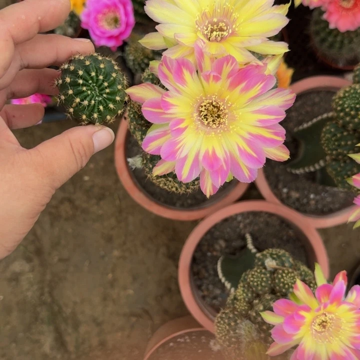 200丽花汤姆歪无根侧牙3公分左右，20包邮