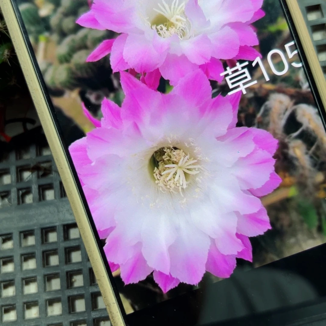 下51彩草105歪侧芽4公分左右20包邮