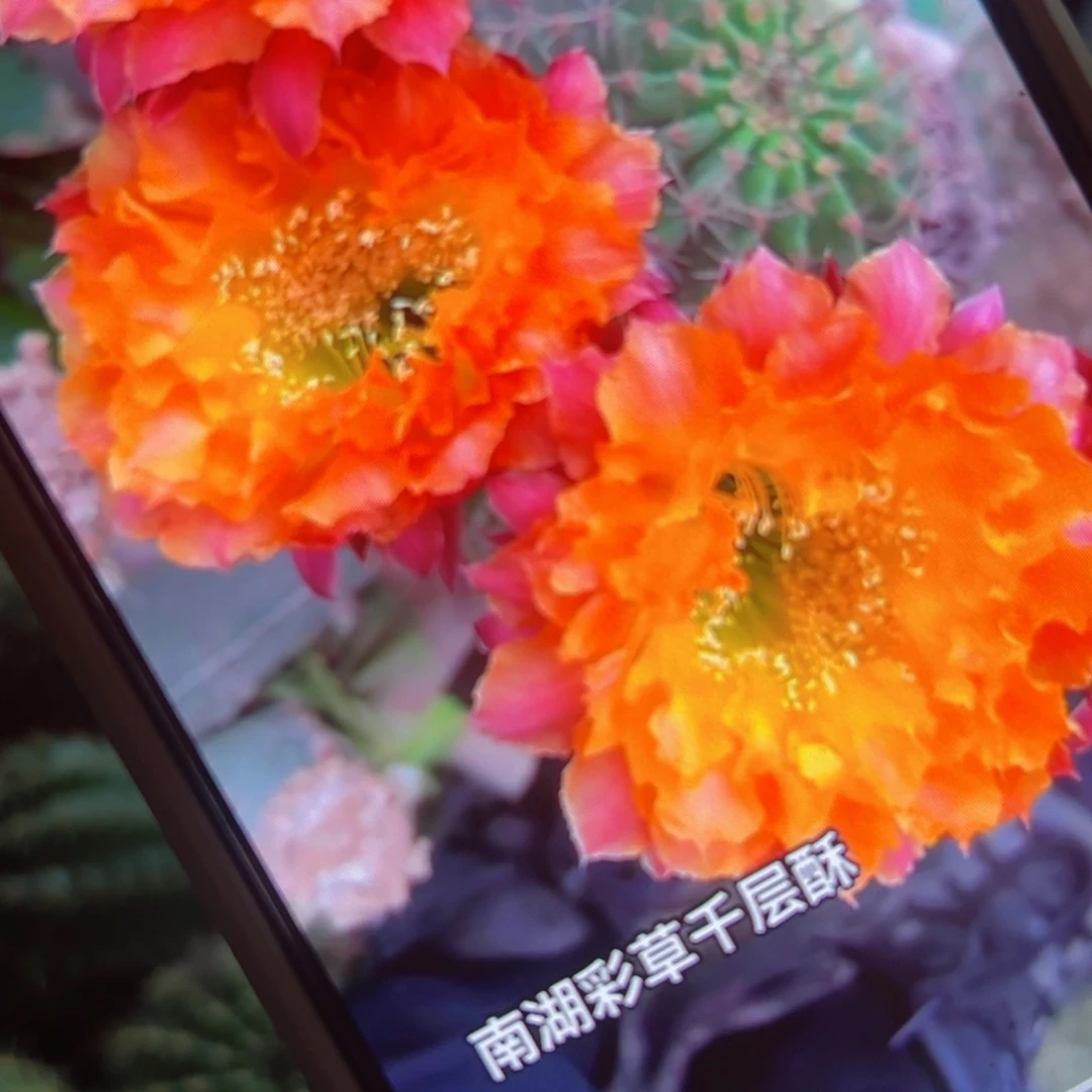 下92彩草千层酥歪侧芽4公分左右20包邮