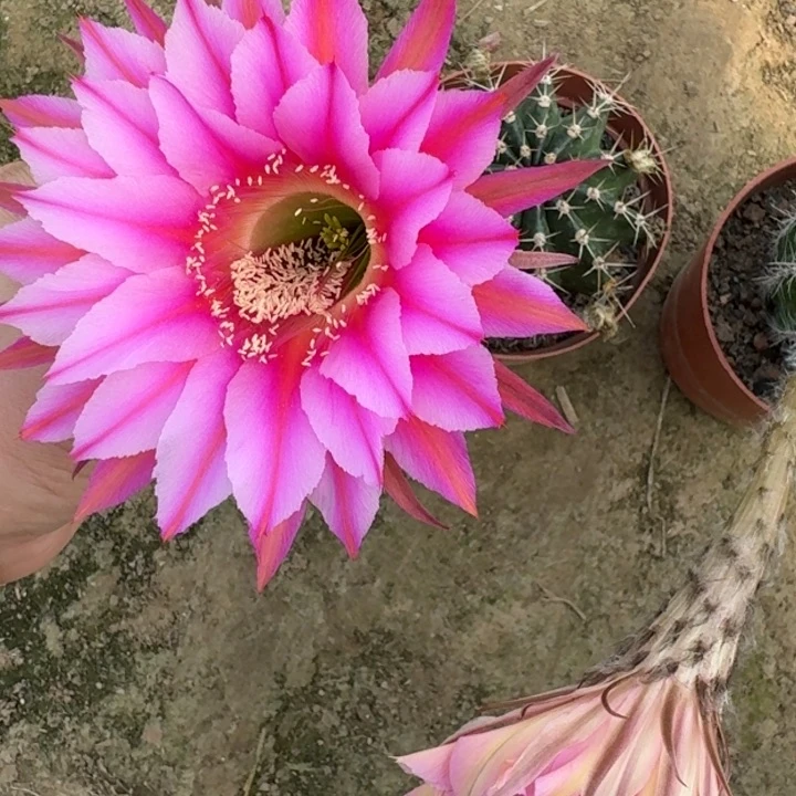 215实生彩斑掰花脱土发货斑