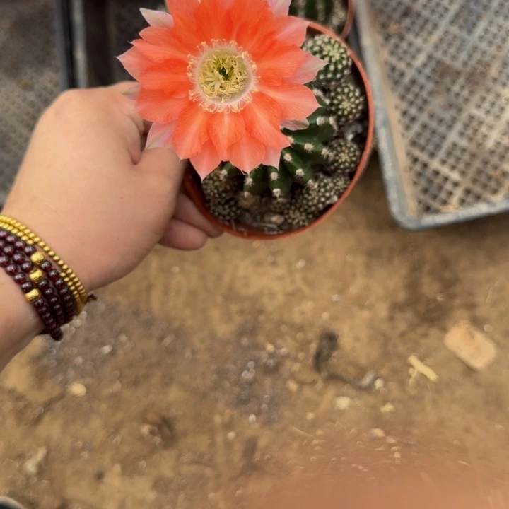 彩草斑脱盆脱土掰花发货掉侧牙无售后323