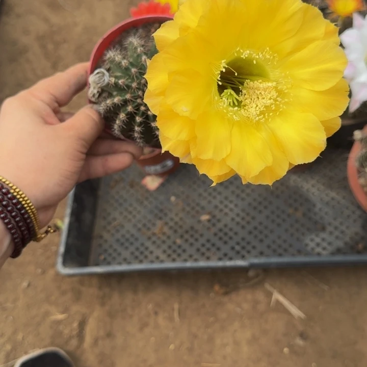 彩草斑脱盆脱土掰花发货掉侧牙无售后399