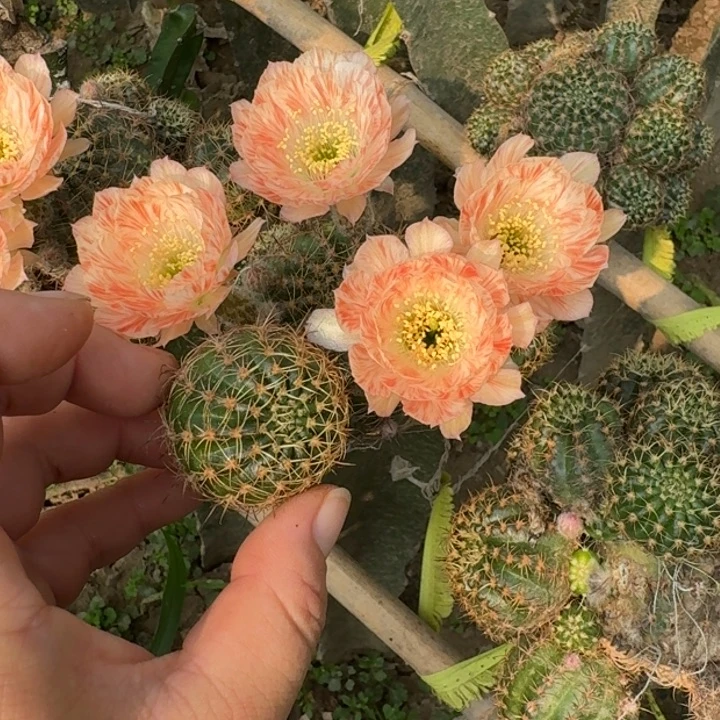 208丽花安妮歪无根侧牙3公分左右