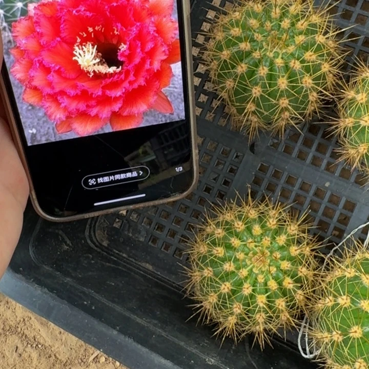 266毛花柱荣耀自花歪无根侧牙5公分左右