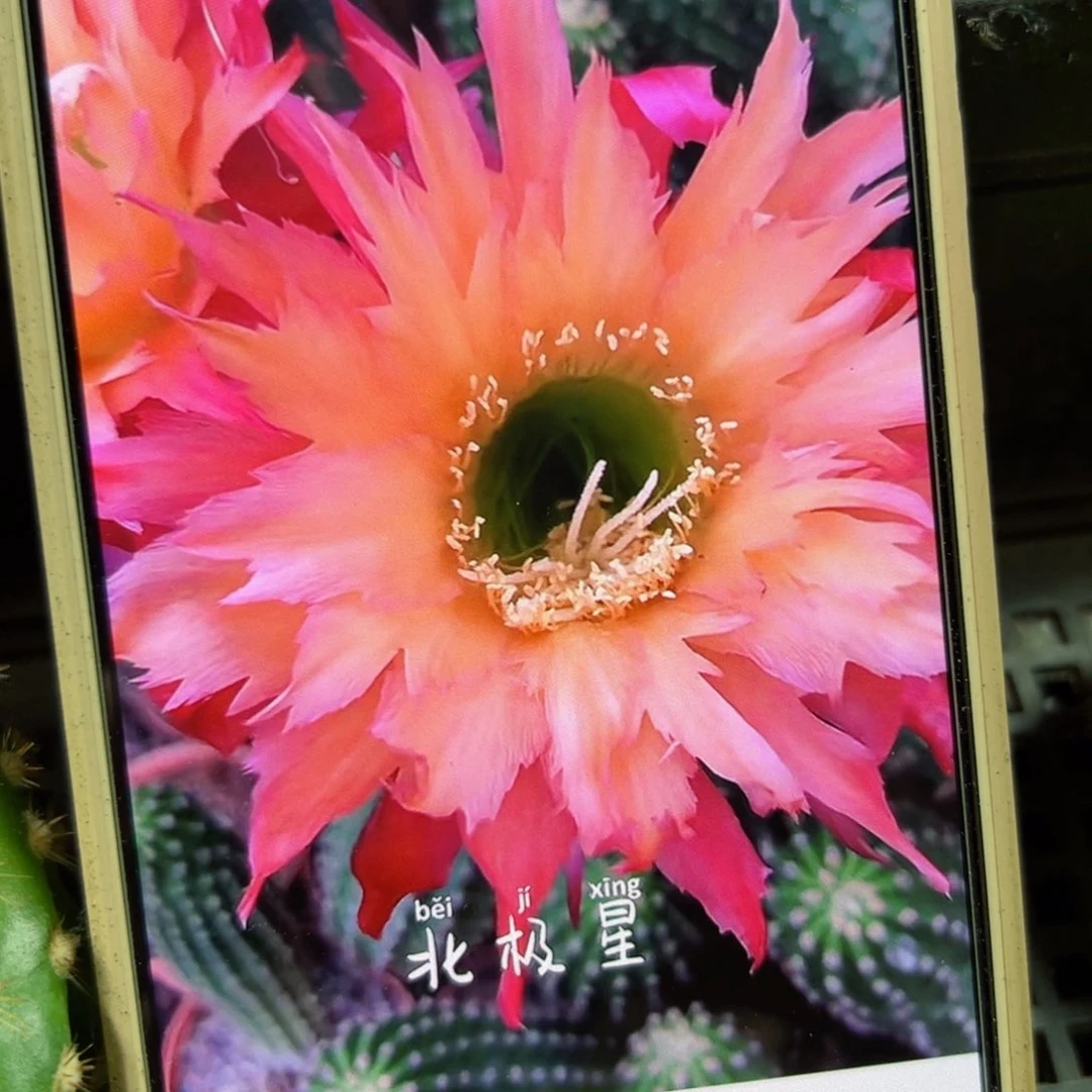 下17毛北极星歪侧芽5公分左右20包邮