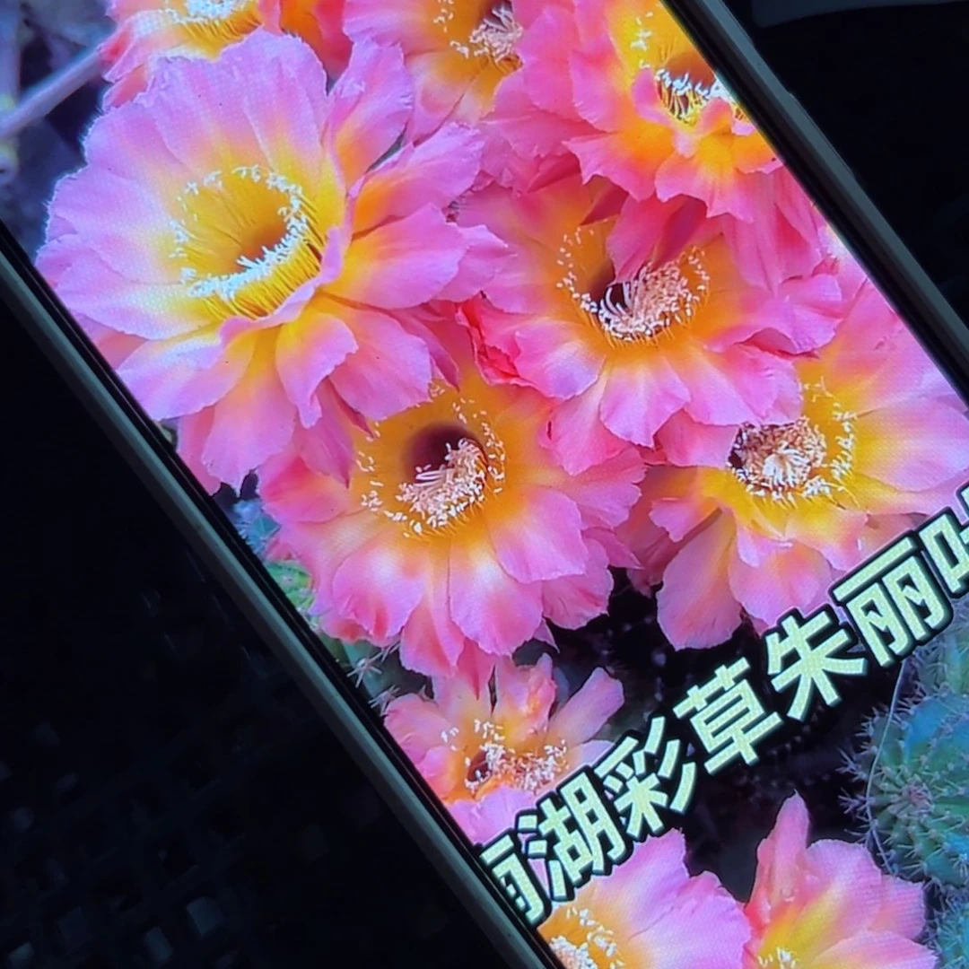 下136彩草朱丽叶歪侧芽4公分左右20包邮