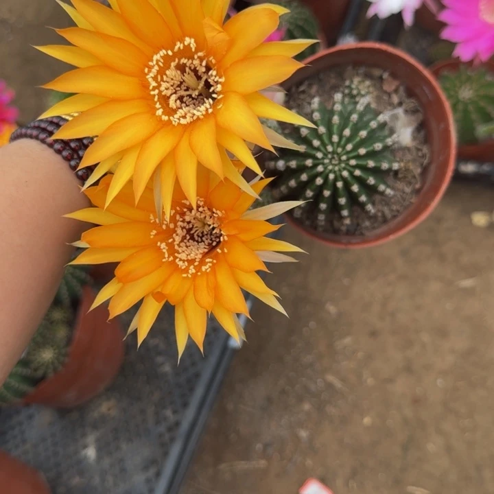 彩草斑脱盆脱土掰花发货掉侧牙无售后271