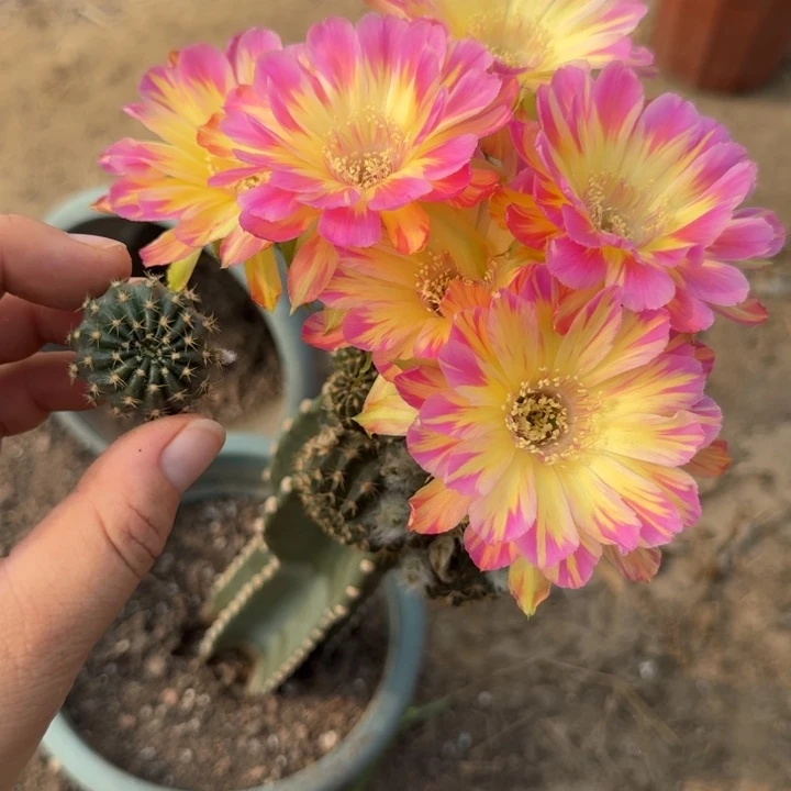 204丽花汤姆歪无根侧牙3公分左右