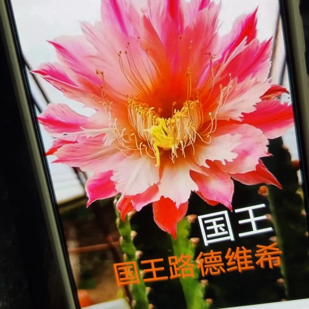 下79毛国王侧芽4公分左右20包邮