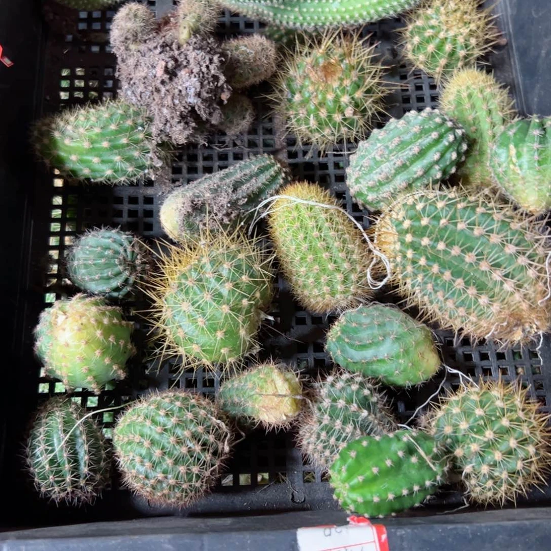 下69框拍侧芽歪班伤小不好无售后