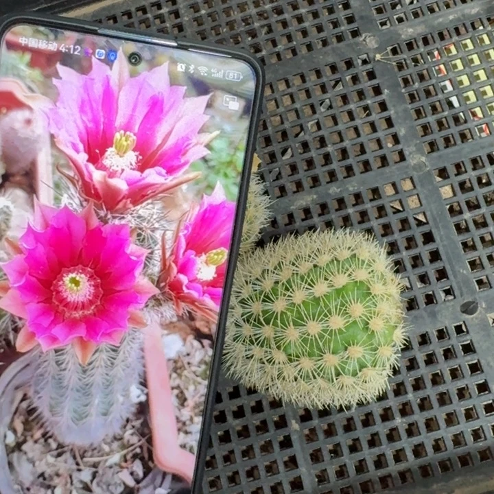 仙人球275红花御旗歪无根侧牙