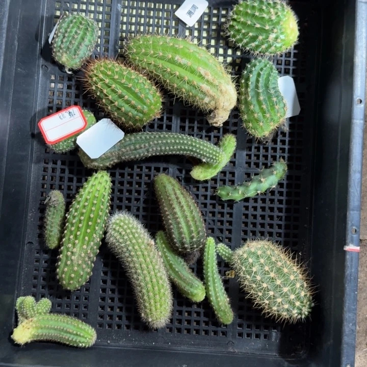 框拍无根侧牙不好无售后297