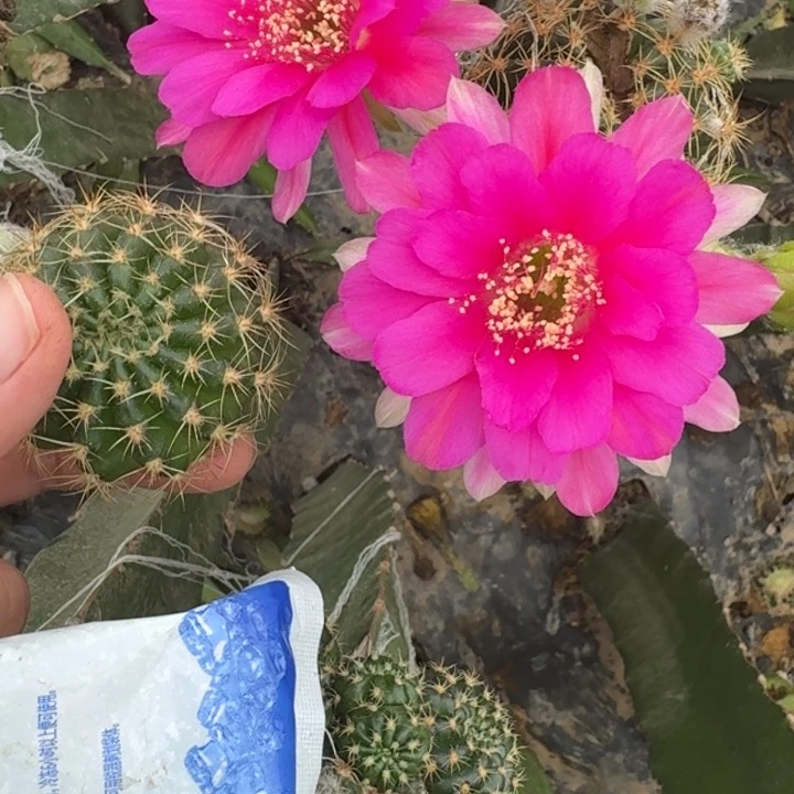 新品种丽花歪无根侧牙3公分左右252