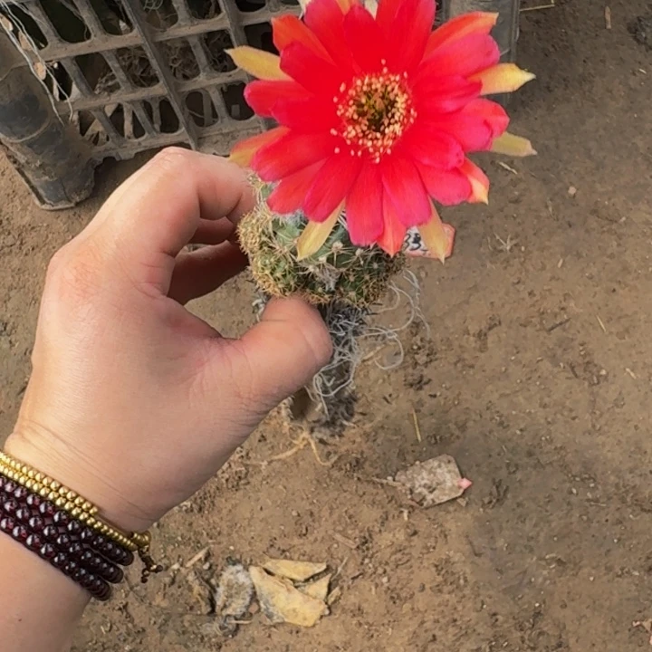 嫁接丽花脱土掰花发货298