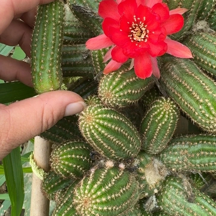255白檀贝蒂红无根侧牙5个小