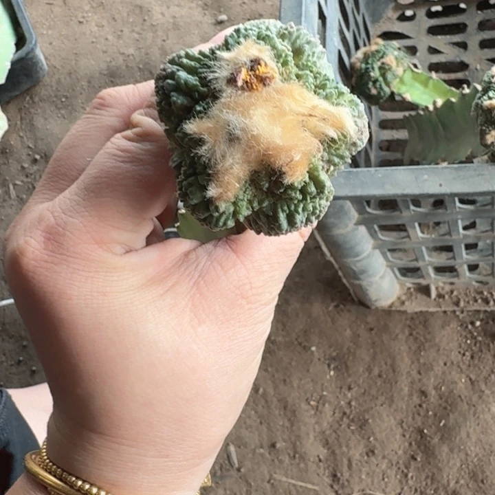 三角嫁接大尤植物修根发货瘦300