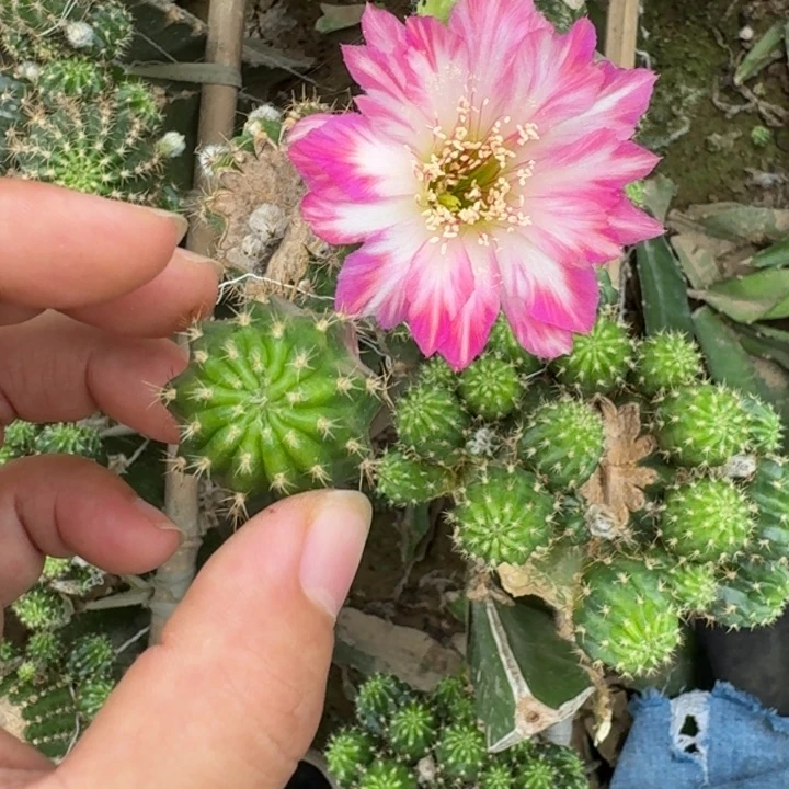 仙人球221丽花端午歪小无根侧牙