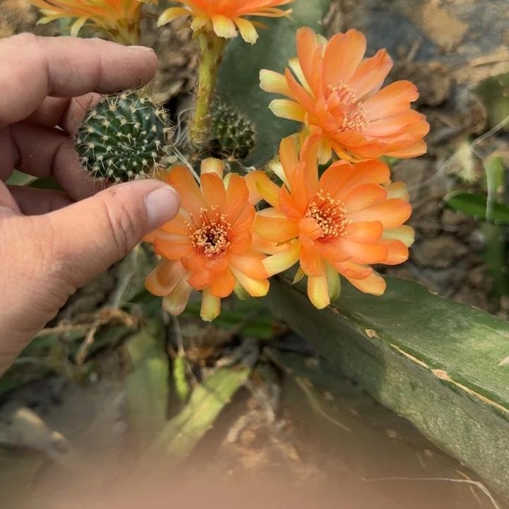 新品荷花歪无根侧牙3公分左右293