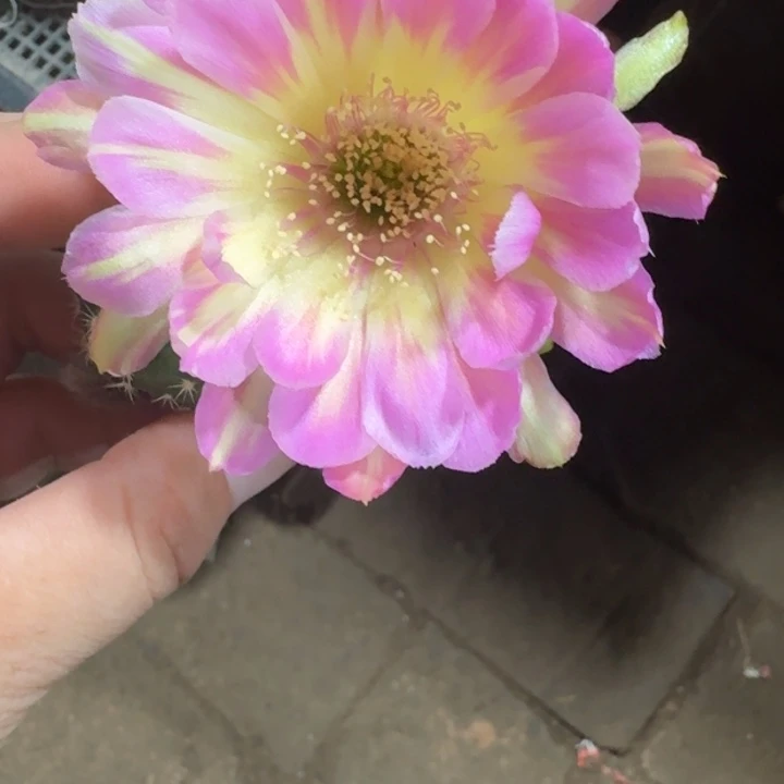 286丽花汤姆歪无根侧牙3公分左右