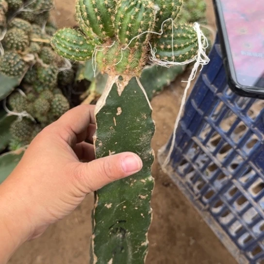 仙人球255嫁接母本斑歪伤掉侧无售后修根发货