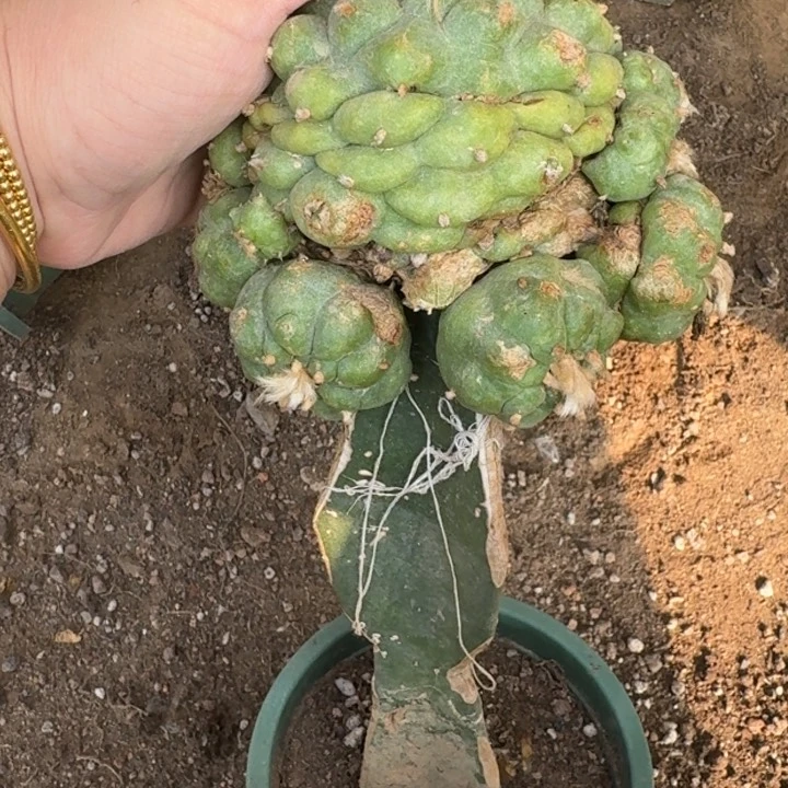 嫁接大尤植物斑脱土发货396伤