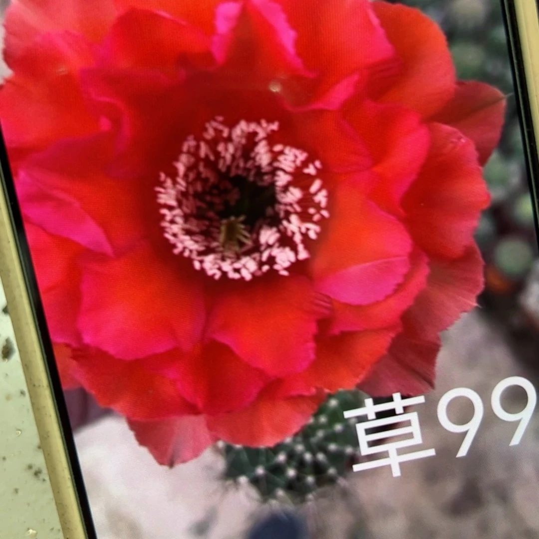 下110彩草99歪侧芽4公分左右20包邮