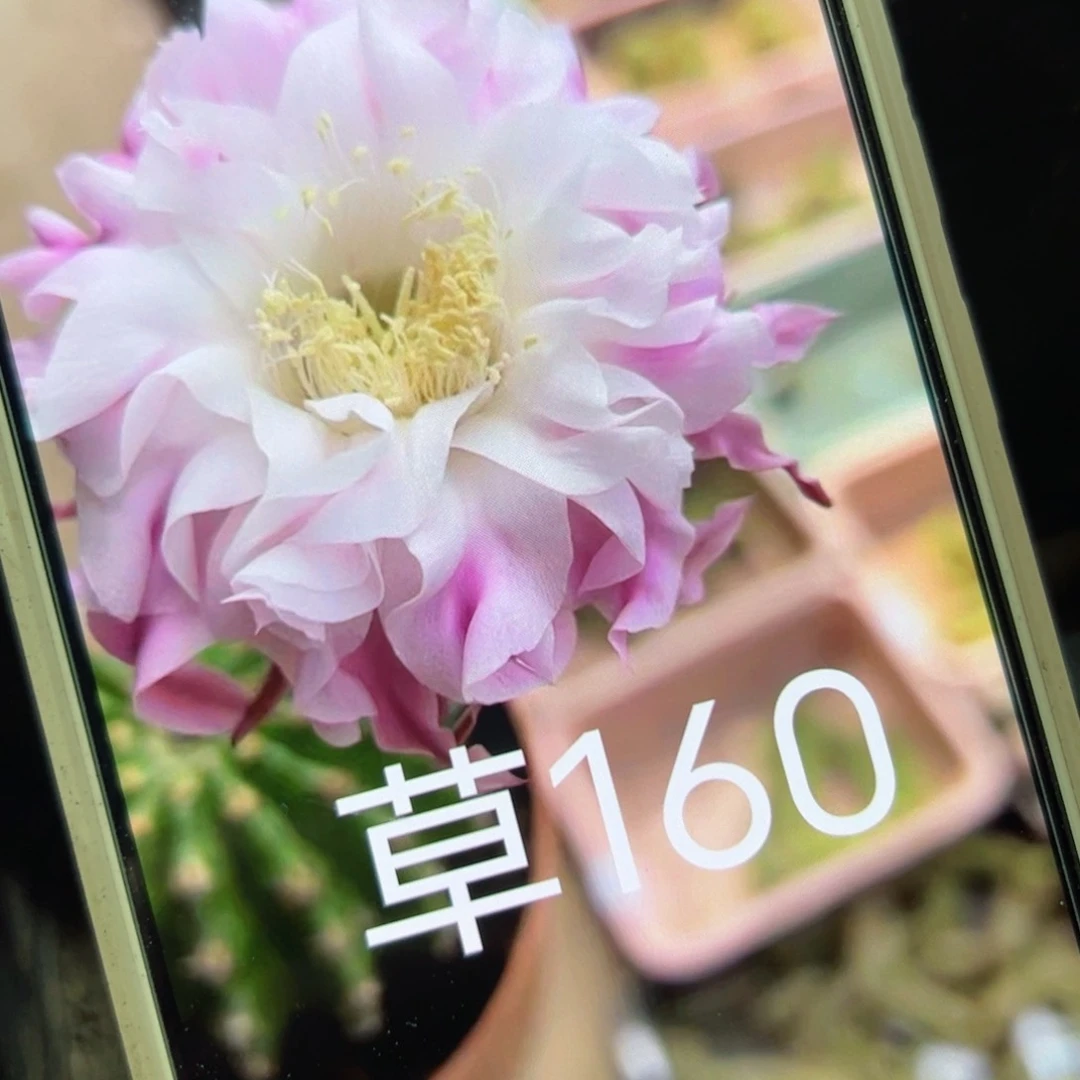 下40彩草160歪侧芽4公分左右20包邮