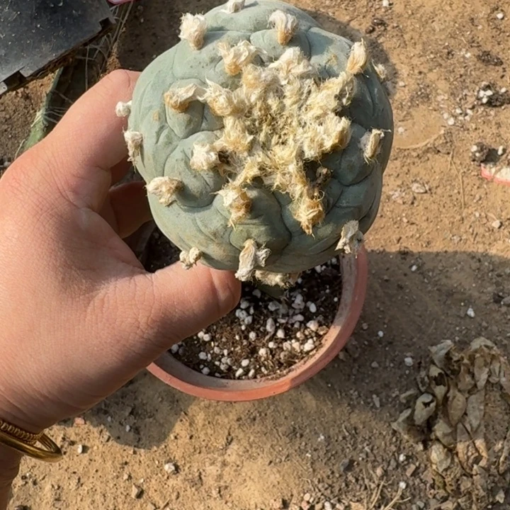 嫁接大尤植物斑脱土发货340