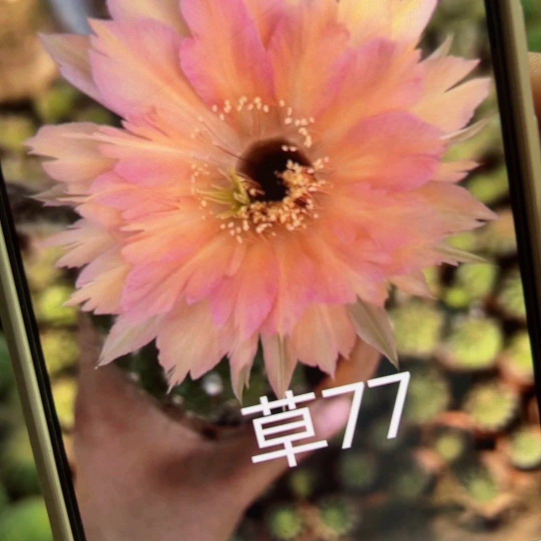 下4彩草77歪侧芽4公分左右20包邮