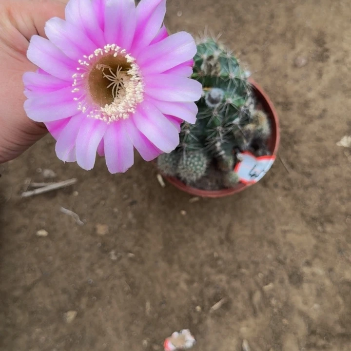 彩草斑脱盆脱土掰花发货掉侧牙无售后409