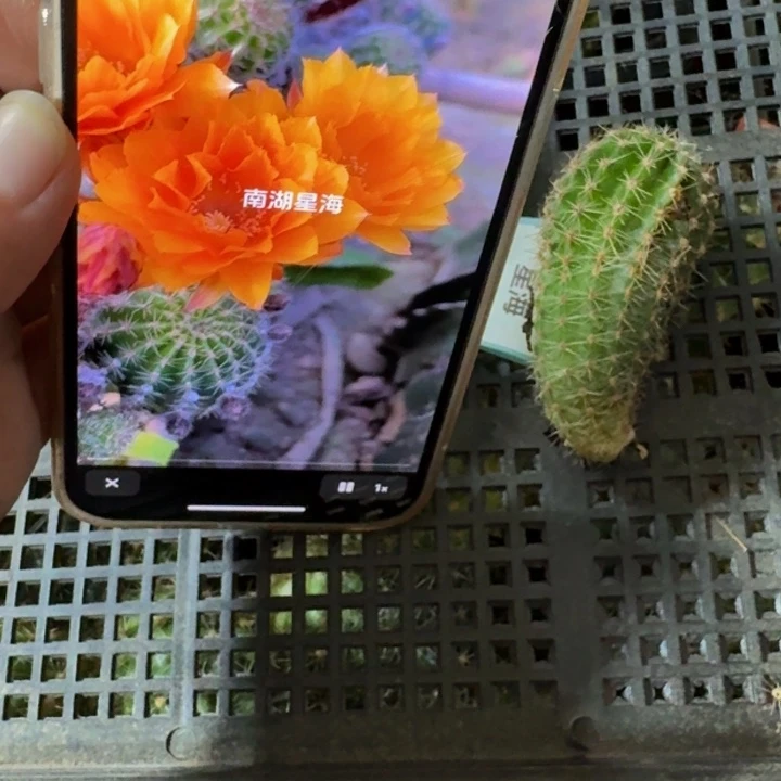 276彩草星海歪无根侧牙3公分左右