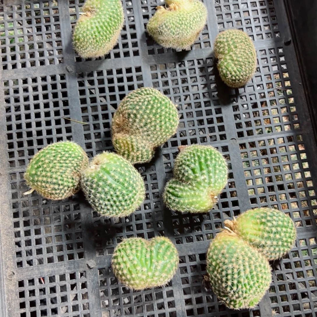 下83彩草嫣然缀化侧芽4公分左右20包邮