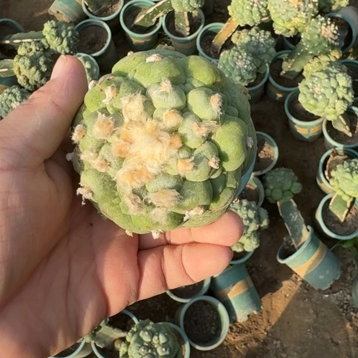 嫁接大尤植物脱土发货斑251