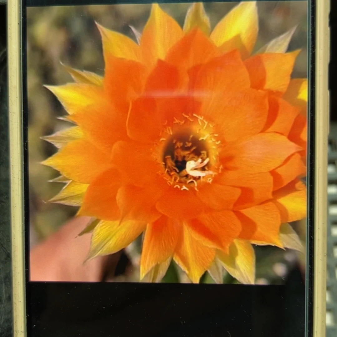 下9金刚8歪侧芽4公分左右20包邮