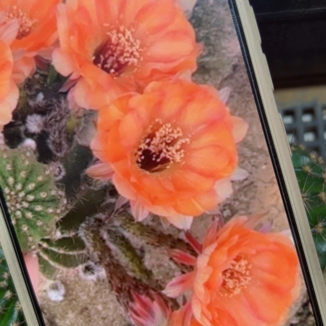 下40彩草萤火虫歪侧芽4公分左右20包邮