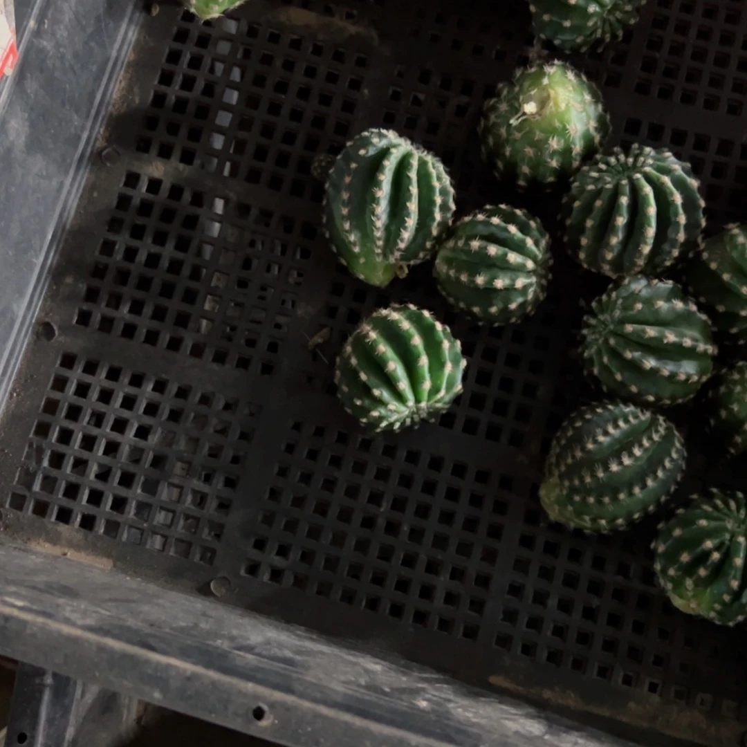 下70无名金刚歪侧芽4公分左右20包邮