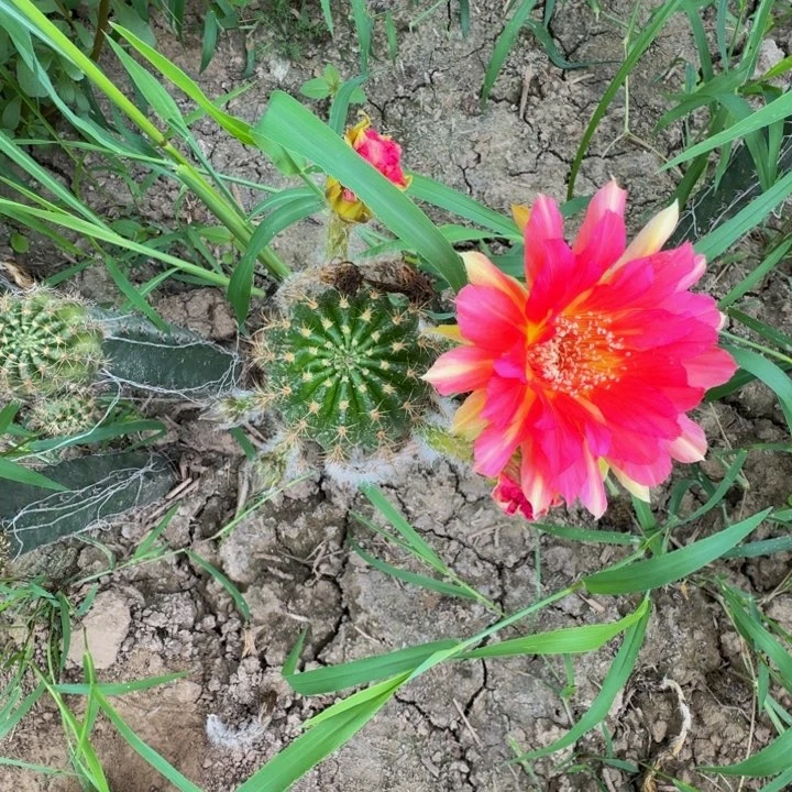 嫁接丽花脱盆脱土发货掰花311