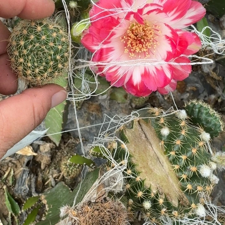 新品种丽花歪无根侧牙3公分左右258